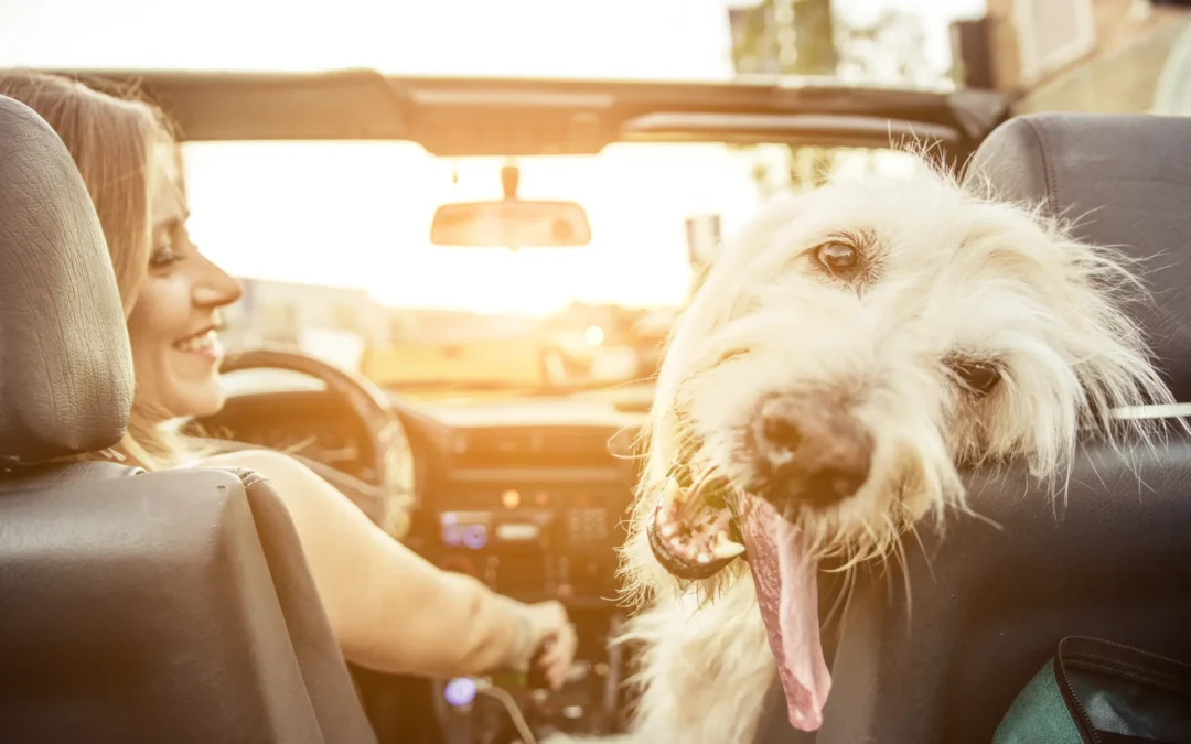 Woman driving with dog in the car